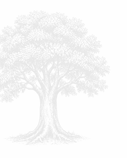 Tree Illustration