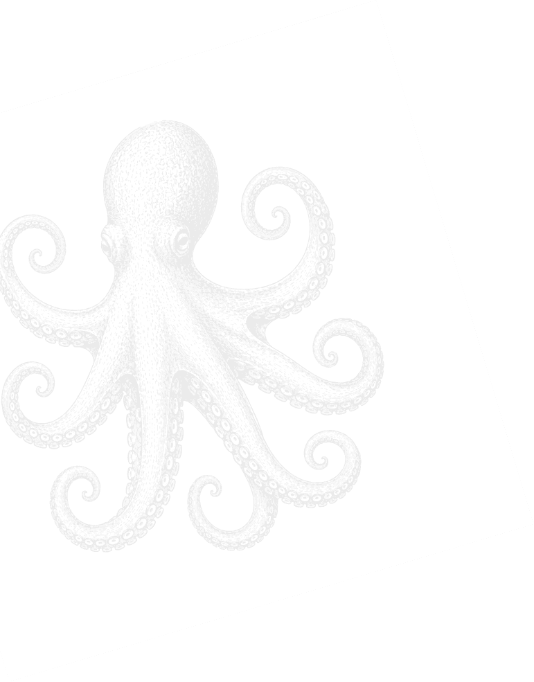 Octopus illustration