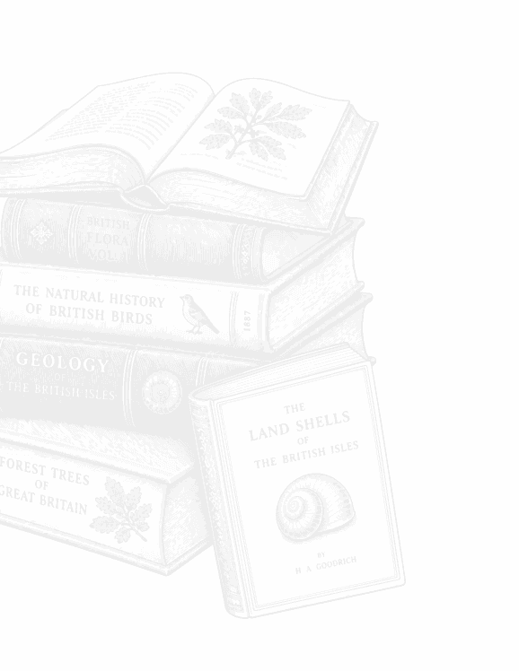 Seal illustration