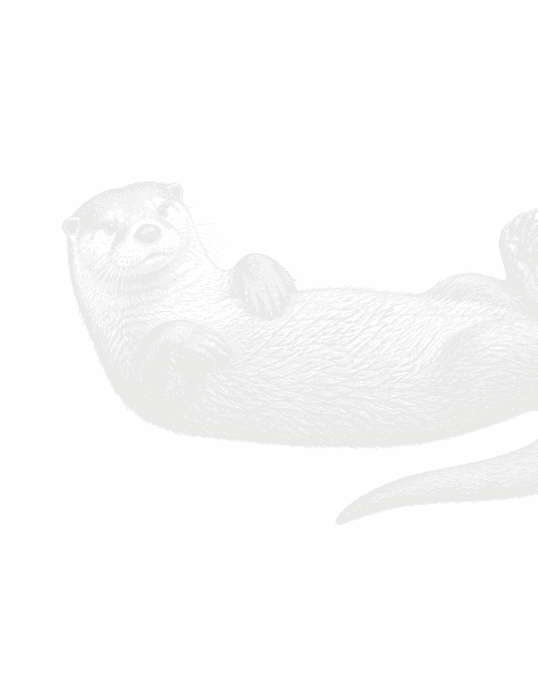 Books illustration